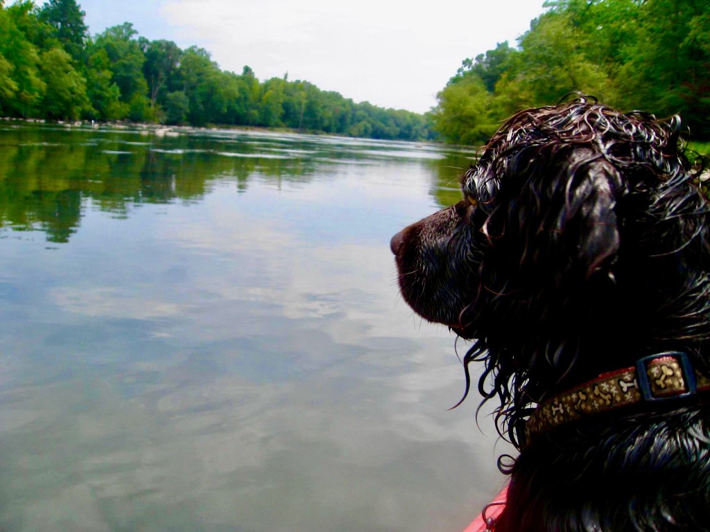 wet dog in boat on Flint River, GA