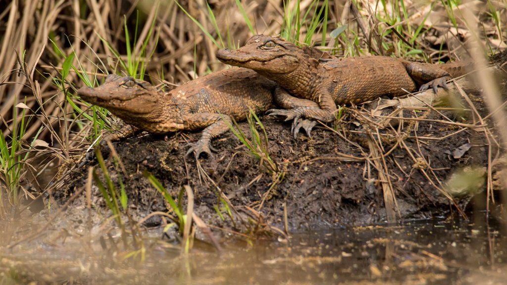 baby crocodiles on the Flint River, GA