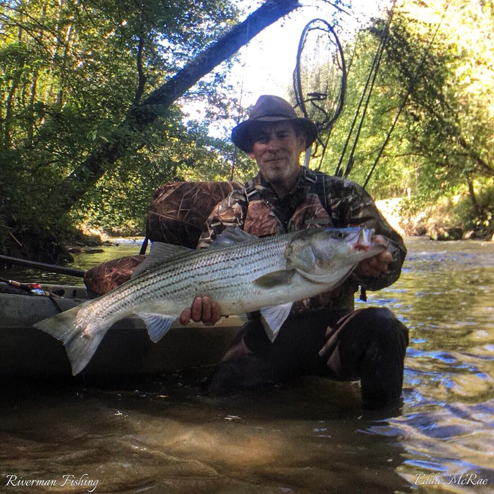 large Shoal Bass caught on Flint River, GA