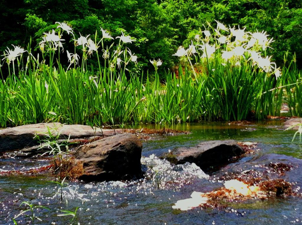 Flowers on the Flint River, GA