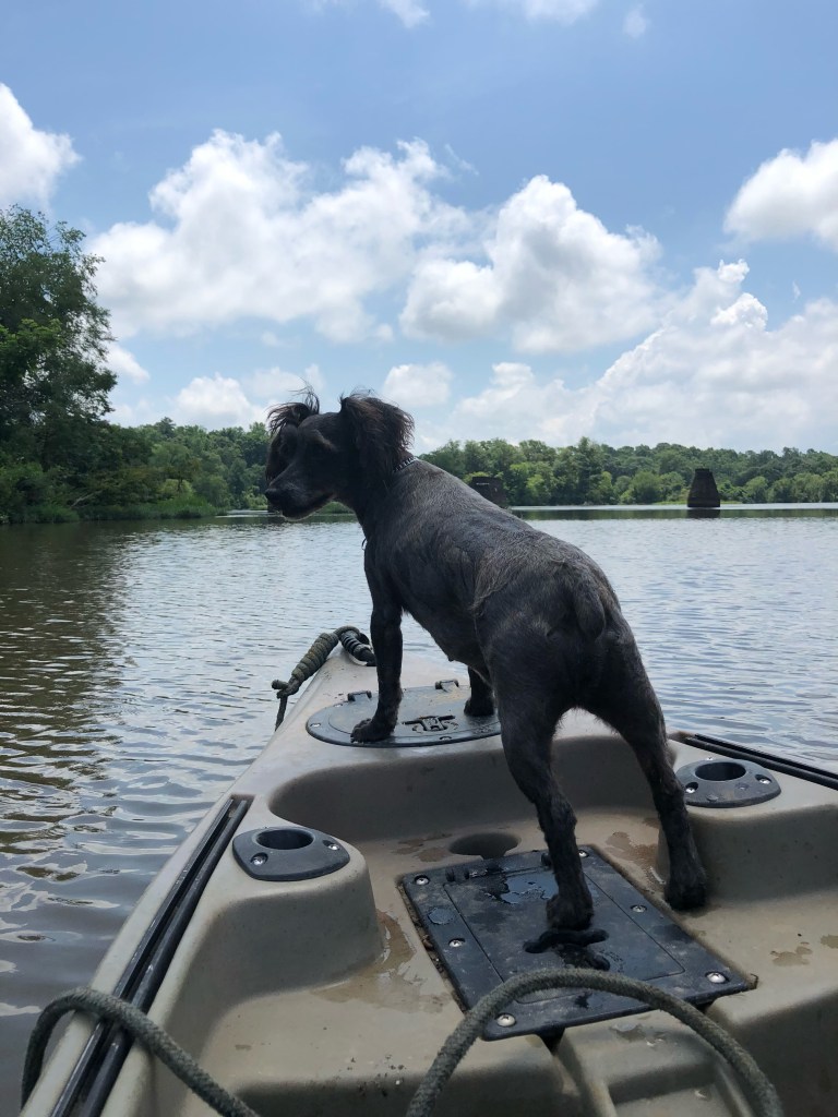 dog at front of boat Flint River