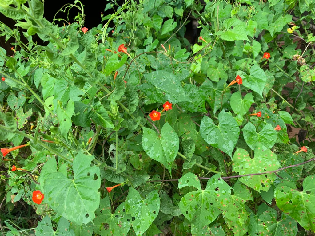 Flowers found near Flint River, GA