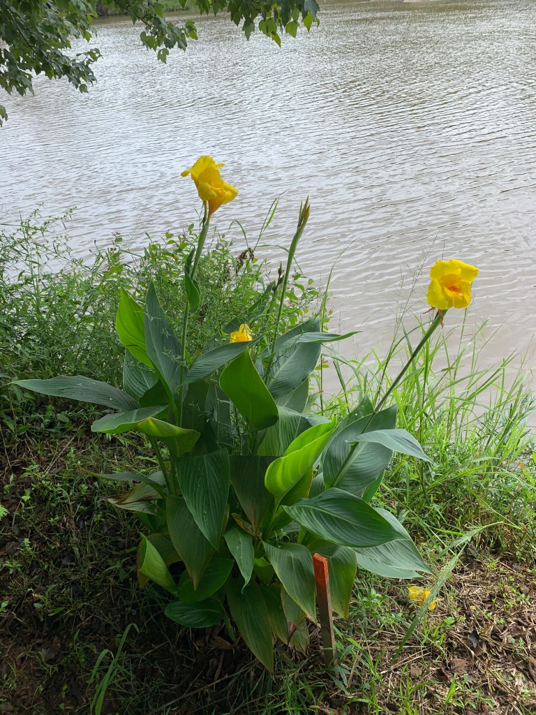 yelow flowers near Flint River, GA