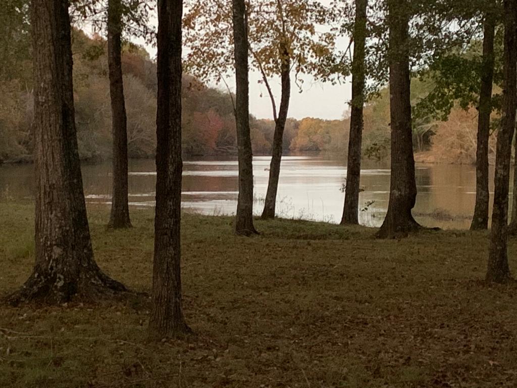 trees in fall - Flint River, GA