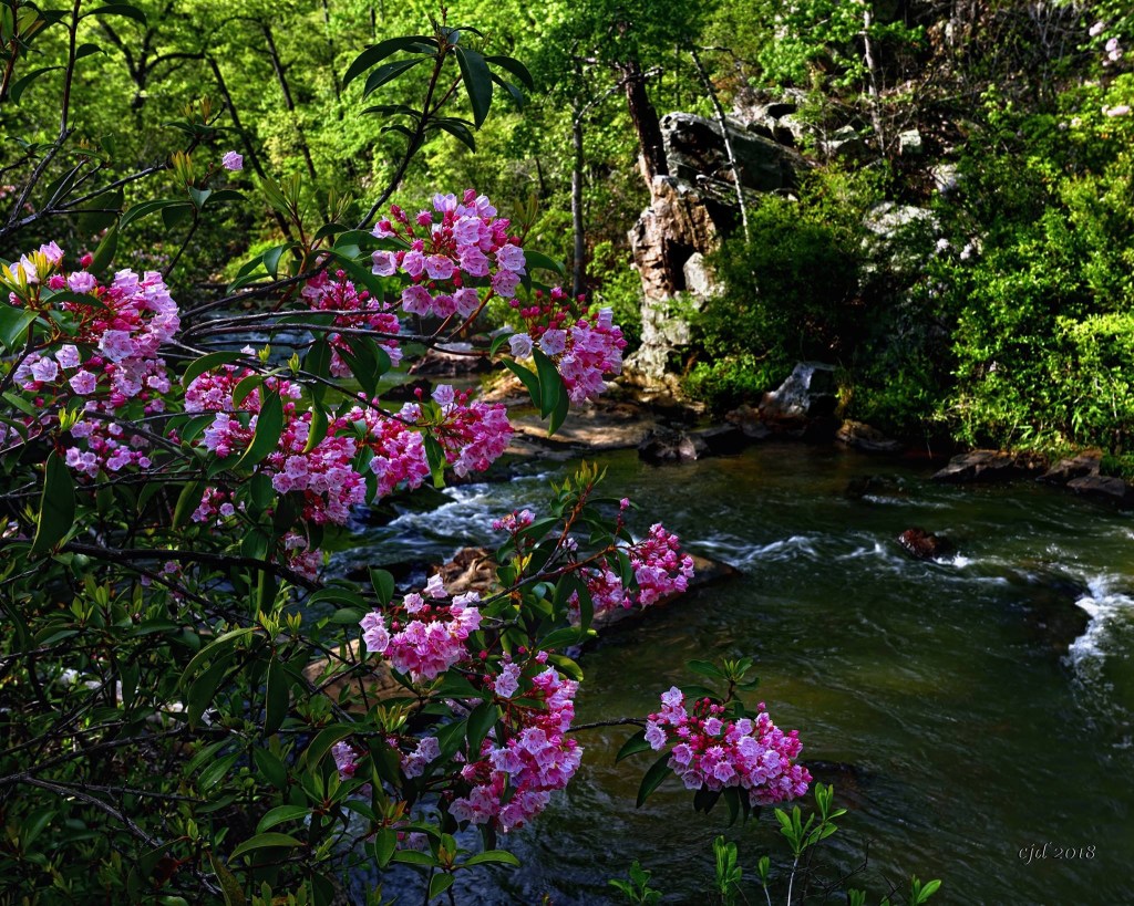 Pink flowers on the Flint River, GA