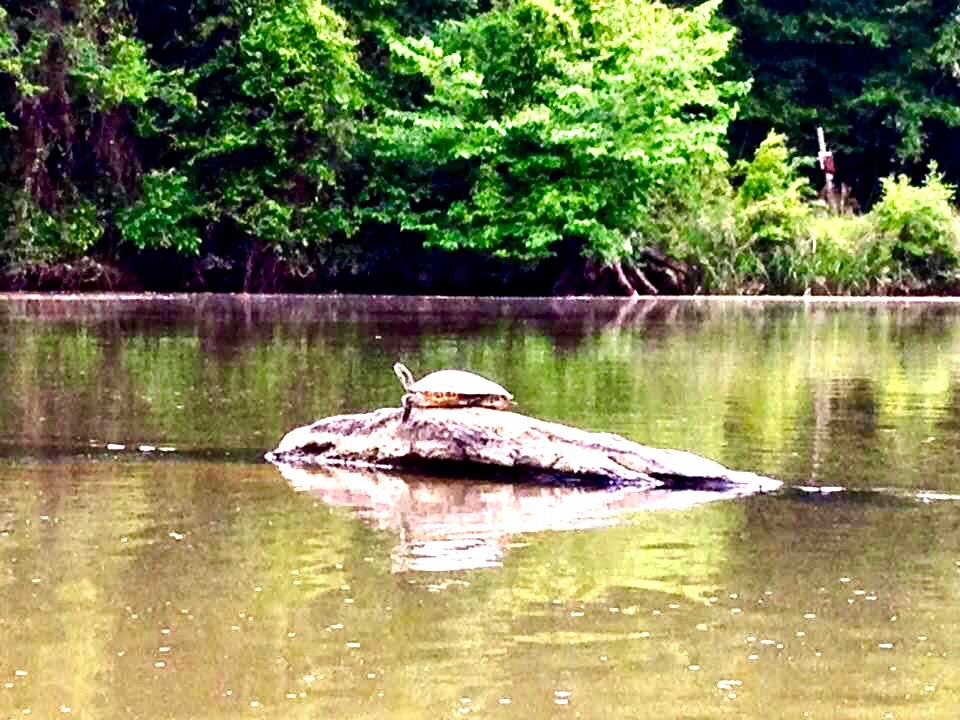 Turtle sitting on a log - Flint River, GA