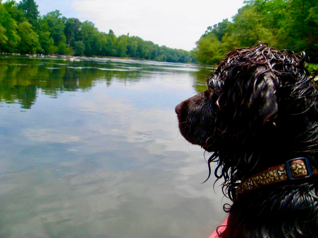 wet dog in boat on Flint River, GA