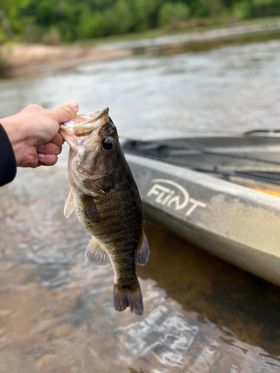 shoal bass caught in Flint River Upson County, GA