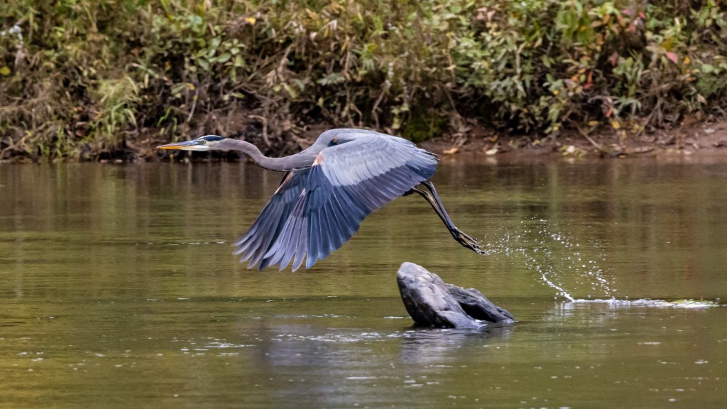 Giant blue heron flying near water on the Flint River in Upson County, GA