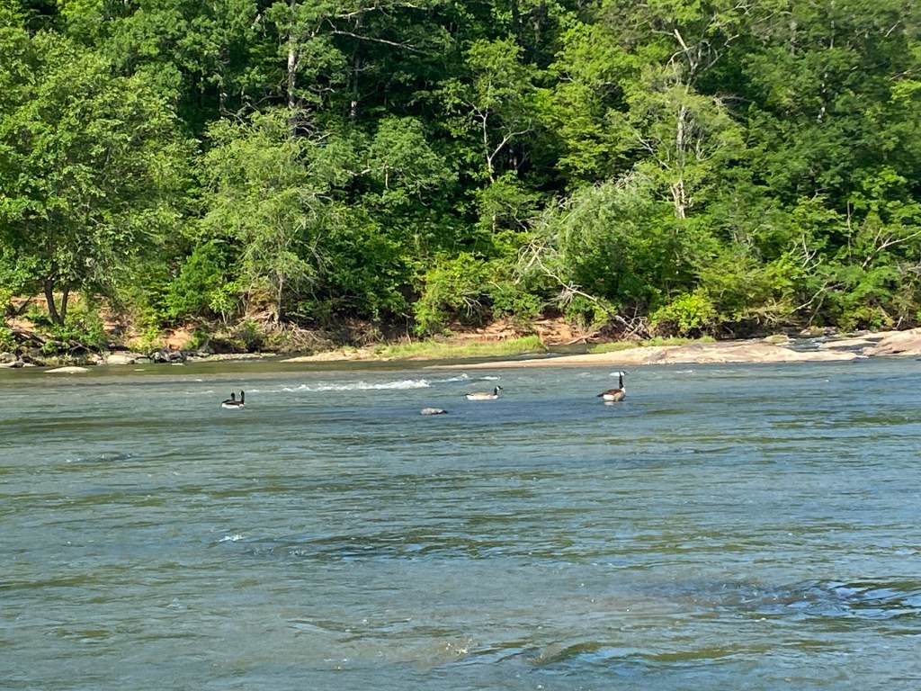 Geese on the Flint River in Upson County, GA