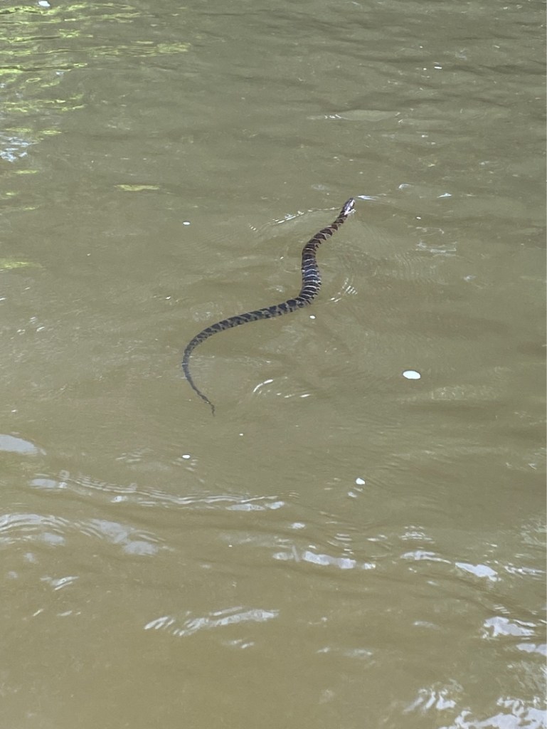 water snake in the Flint River in Upson County, GA